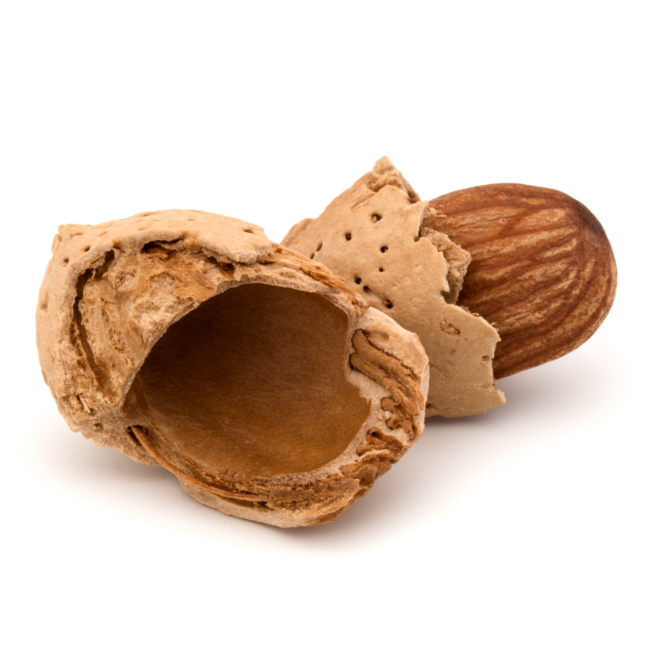 almond-nut-in-shell-and-shelled-isolated-on-white--2FZPZZK almond-nut-in-shell-and-shelled-isolated-on-white--2FZPZZK