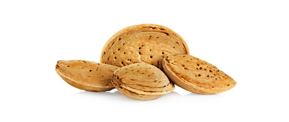 almond-nut-in-shell-isolated-on-a-white-background-PXMY7V5